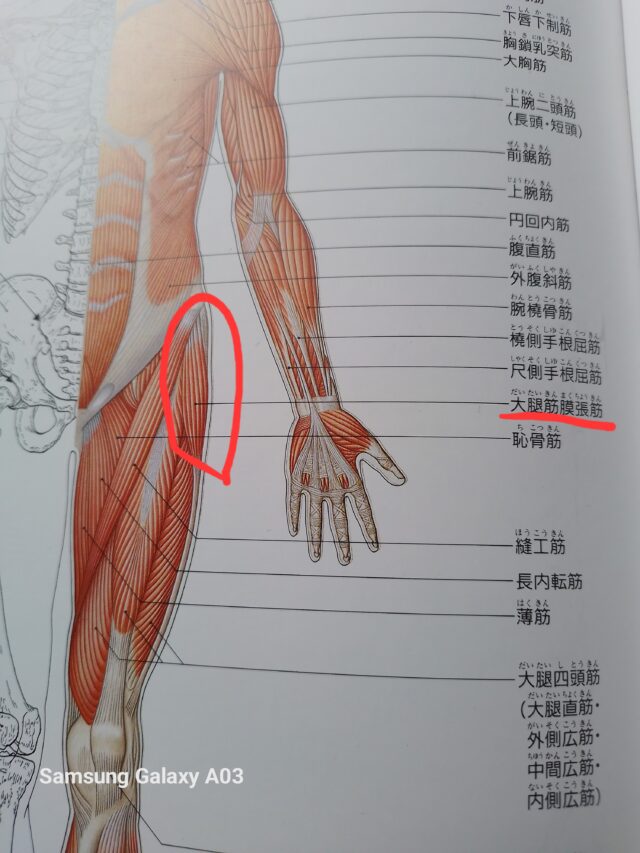 大腿筋膜張筋の重要性と開脚